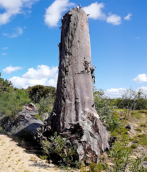 Kauri Holz