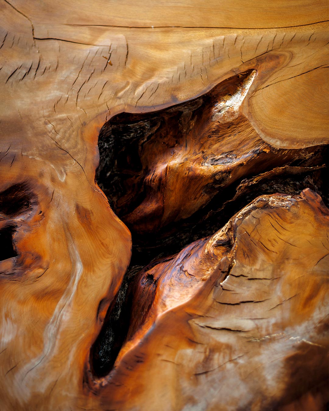 KAURI STUMP Gallery 6